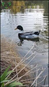 ducks swimming in a pond with reeds and grass on the bank
