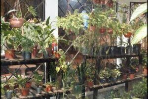 El Portal De Las Plantas