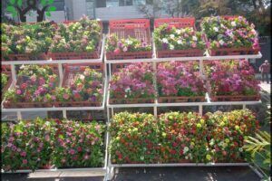 Feria de Plantas Ornamentales