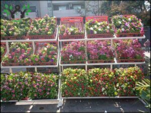 Feria de Plantas Ornamentales