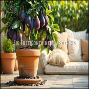 Fig Tree Container Gardening