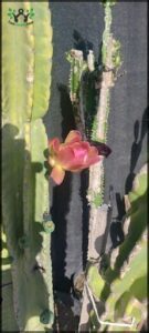 Flores y frutos. Cactus Cereus.
