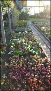 flowers in a garden bed in a greenhouse with a walkway