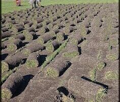 gaita jardinería
