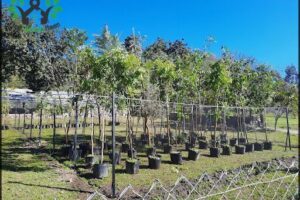 IKIGAI VIVERO ORGANICO