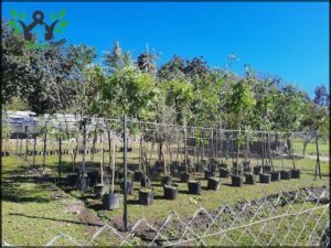 IKIGAI VIVERO ORGANICO
