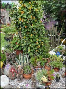 Jardín de Guadi - Almacén de plantas