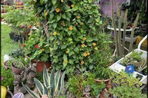Jardín de Guadi - Almacén de plantas