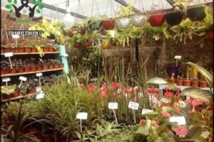 La Florera - Almacén de Jardinería