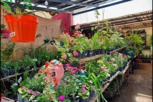 Mini vivero Neuquén