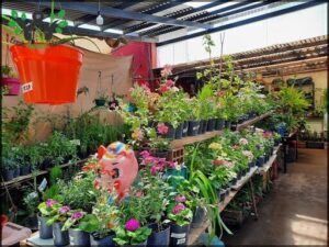 Mini vivero Neuquén