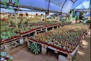 Mundo Cactus - Vivero especializado en cactus y crasas