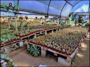 Mundo Cactus - Vivero especializado en cactus y crasas