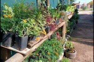 Plantas Mony