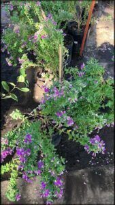 purple flowers in a garden with a black pot and a red pole