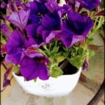 purple flowers in a white pot on a table with a glass top