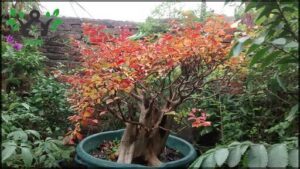 Quebracho Bonsai