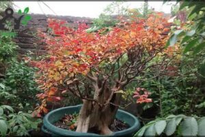 Quebracho Bonsai