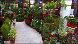 Rosana Vivero Urbano