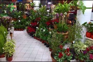 Rosana Vivero Urbano