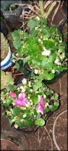 several potted plants are sitting on the ground in a garden