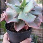 someone holding a potted plant in their hand in a garden