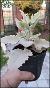 someone holding a potted plant with a white leaf on it