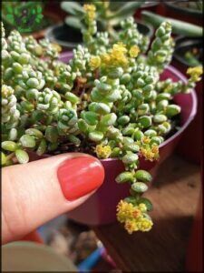 someone holding a small plant with tiny yellow flowers in a purple pot