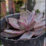 someone holding a small pot with a plant in it