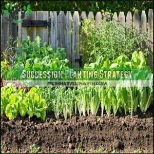 Succession Planting Strategy