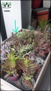 Suculentas