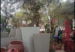THE NURSERY honguito