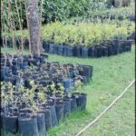 there are many bags of plants in the grass near a tree