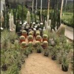 there are many cactus plants in the greenhouse and some are in pots
