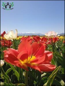 there are many different colored flowers in a field with mountains in the background
