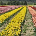 there are many different colored tulips in a field
