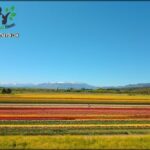 there are many different colored tulips in a field with mountains in the background