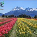 there are many different colored tulips in a field with mountains in the background