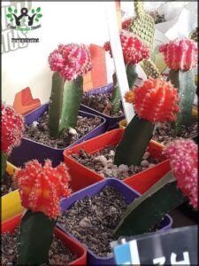 there are many different types of cactus plants in the pots