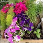 there are many different types of flowers in a box
