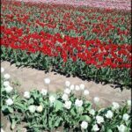 there are many different types of flowers in a field