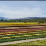 there are many different types of flowers in the field