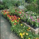 there are many different types of flowers in the garden