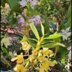 there are many different types of flowers in the potted plant