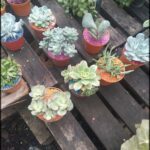 there are many different types of succulents in pots on a pallet