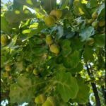 there are many green fruits on the tree branch