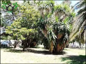 there are many palm trees in the park with cars parked nearby