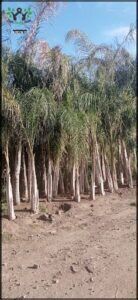 there are many palm trees that are growing in the dirt