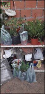 there are many plants and bags of plants on a shelf
