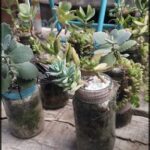 there are many plants in jars on a table outside